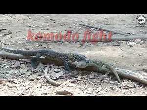 Komodo dragon fight with gecko