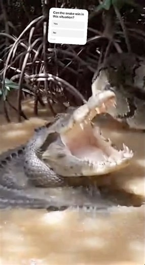 Can a Python actually eat a Crocodile? 😱 #snake #crocodile #versus #fyp