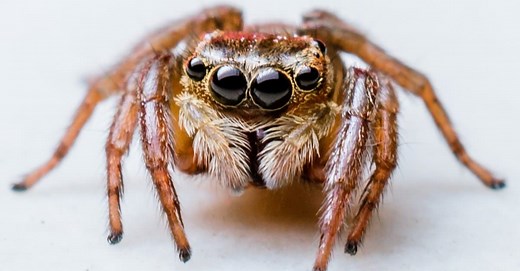 9 Most Terrifying Spiders Found in Afghanistan