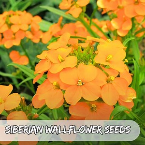 100 Siberian Wallflower Seeds – Cheiranthus Allionii | Bright Orange Blooms | Pollinator-friendly Biennial - Etsy