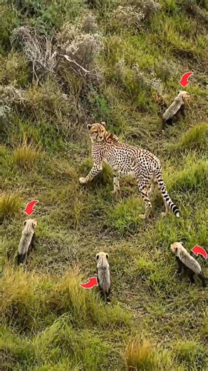 Cheetah Cubs Ka Asli Secret 😳🐆