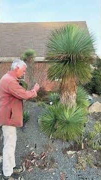 Yucca linearifolia, beautiful native xeriscaping perennial #zone7garden
