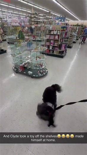 Got himself a toy 😂 | JoJo Siwa