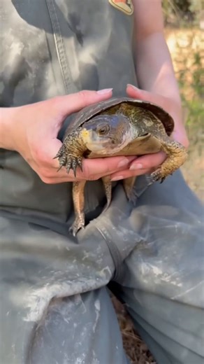 For amphibian and reptile day this year we wanted to highlight our new Western Pond Turtle project that just got off the ground! This summer our Research & Conservation team started collecting data on our Western Pond Turtles at Watusi Lake. While on tour, you may have seen our team out on the lake, kayaking to check our traps and measuring turtles on shore before releasing them back into the water. Our goal is to continue collecting data on this project over the next several years to track how 