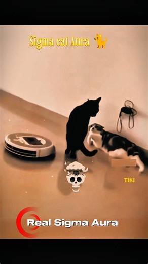 Cat vs Dog: The Ultimate Sigma Aura! 💀🔥