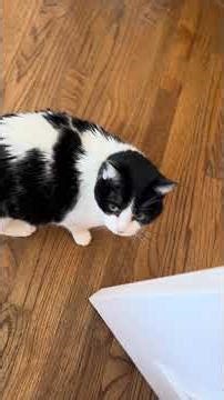 Elderly Cat Asking for Assistance