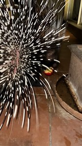 189K views · 3.8K reactions | Penny the Porcupine is having a late-night snack! 朗殺 #porcupine #snacktime #asmr #cute #farm | Ruben Namibia | Facebook