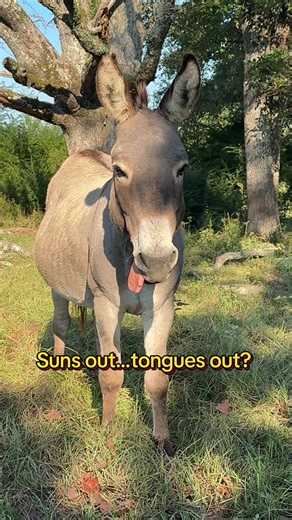 #donkeys #donkey Clyde is such a silly guy. | donkeys