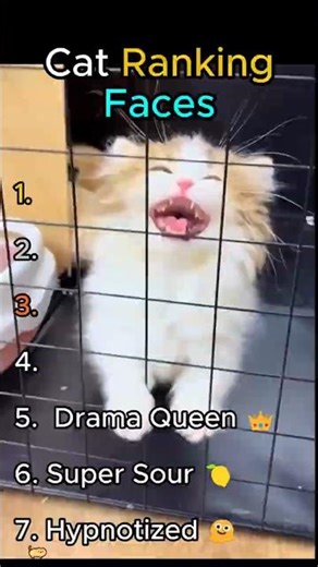 Funny Cat Faces Ranking 😹