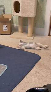 Petunia doesn't know she's different! She just knows life is good- we humans could take a lesson from this happy, feisty girl that is loving life! | Purr Partners Feline Rescue