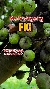 301K views · 8.6K reactions | Figs for forest restoration #nativeplants | Ethan Hernandez | Facebook