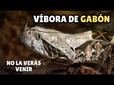 Víbora de Gabón | La Serpiente con los Colmillos Más Largos