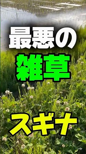 The worst weed is horsetail; it's a real problem if it grows in your garden.