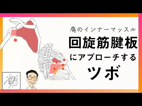 肩のインナーマッスル（回旋筋腱板）の役割とアプローチするツボ