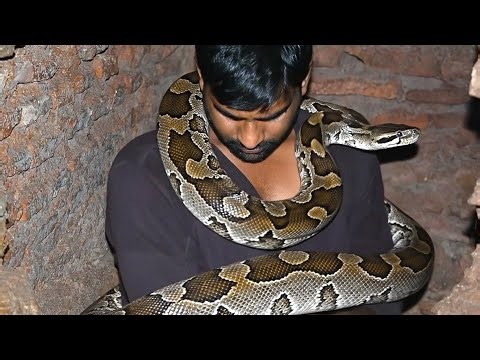 Anaconda Snake Attack Boys In Forest | An Anaconda Snake Attack Video
