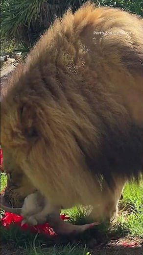 Animals at Perth Zoo were seen on Tuesday, December 24, tearing into Christmas-themed treats