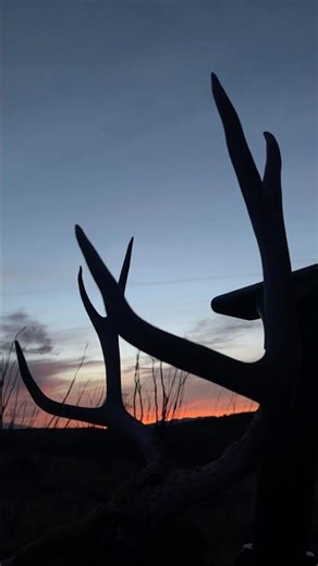 Arizona archery Mule deer hunting