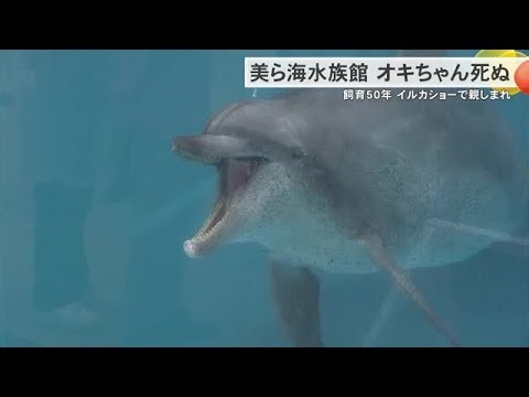 さようなら、オキちゃん　イルカショー50年、世代を超えて親しまれた主役