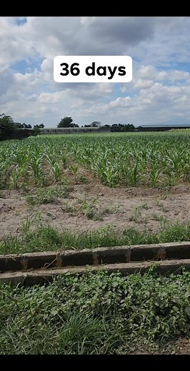 38 reactions | Maize D30 Vigour Seeds 36 days old after planting. Happy Farming! #CornSilage #agribusiness #livestockfarming #malikgoatfarm #kntdairyfarm | Malik Manaloto | Facebook