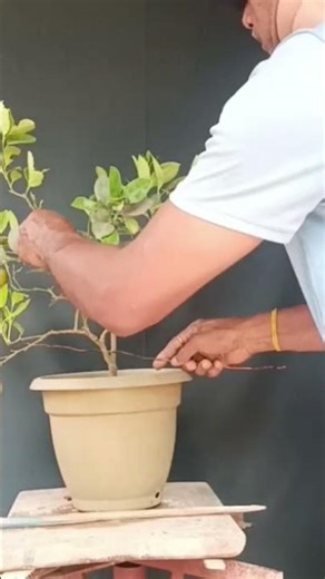 Decorative orange bonsai.