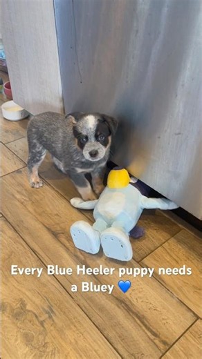 Every Blue Heeler Puppy Needs a Bluey 💙🐾 #blueheeler #australiancattledog #bluey #puppy