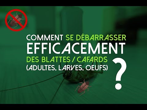 How to effectively eliminate cockroaches?