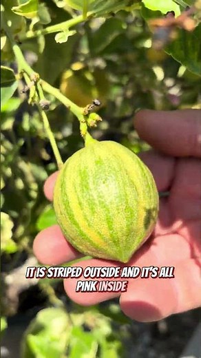 Have You Tried Buddha's Hand Citrus Yet? #citrus #rare #backyard