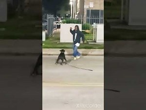 Crack Head vs. Pitbull #249chronicles