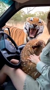 Dateline: Safari Route — Afternoon. A routine drive turned into a once-in-a-lifetime moment when a frightened deer burst toward the vehicle with a tiger close behind. In a split-second decision, the deer leapt through the open window and landed fully inside the car, trembling in the driver’s lap. The woman freezes, then instinctively holds the deer and blurts out, “Oh my God—stay still… you’re okay!” As the window rises and seals shut, the tiger rushes past the glass, pacing and roaring outside 