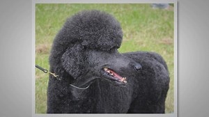 Breed Profile: Bulldog Mixed With Poodle