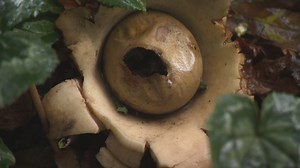 Fungi in the garden