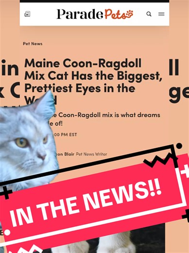 Wait, stop everything... apparently, Kizzy is making headlines?! 📰👀 Massive thank you to whoever commented to tell me about this! I was just minding my business when I found out Parade Pets called our Maine Coon x Ragdoll mix a