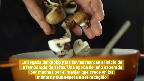 Cómo Recolectar Setas De Forma Segura