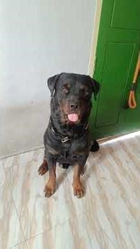 ராக்கி இவன் பெயர் ராட்டவில்லர் Basic Training in My Room🗣️