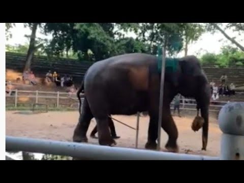 Beautiful srilankan elephants lifting one leg April 3, 2026