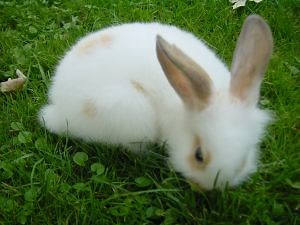 How to Get Bunnies in Sims 4 - What Box Game