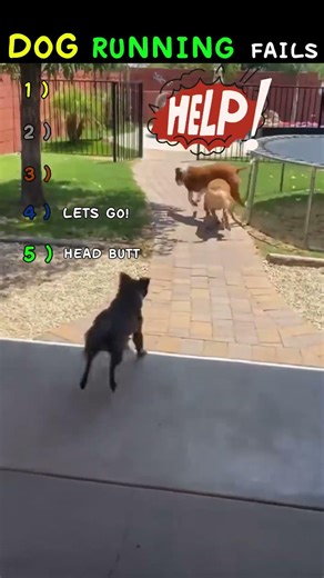 dogs running fails #youtubeshorts #funny #dogs #dogshorts #viralshorts