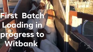 Philip Livestock Farms Pty,Ltd on Reels