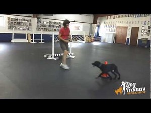 Broad Jump at 5 Months - A Simple Rule to Train By: Dog Training with Connie Cleveland