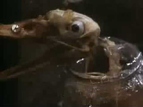 Siouxsie and the Banshees - Rawhead and Bloodybones