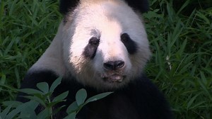 National Zoo Curator Brandie Smith: How to Make a Baby Panda