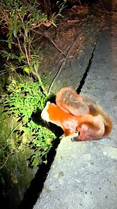 Así vuela una ardilla Voladora | CdeCiencia