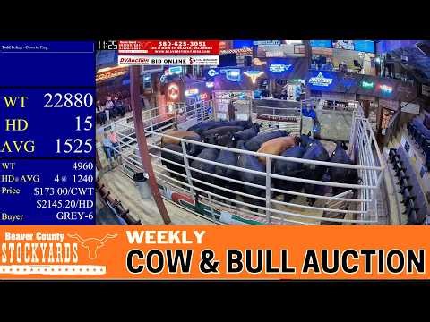 PANHANDLE COW & BULL MARKET 🐂 Beaver County Stockyards Monday Auction | April 20, 2026