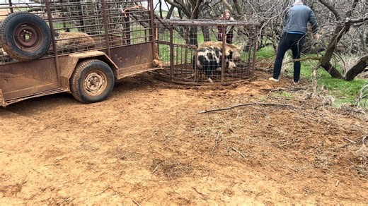 658K views · 8.8K reactions | Morning brings success as we catch 2 out of 9 wild hogs wreaking havoc across North Texas. The traps are working, but the chase isn’t over yet — the big ones are still out there! Don’t miss this next chapter in the hog-trapping saga. #HogTrapping #WildBoar #TexasOutdoors | Ellen Roman | Facebook