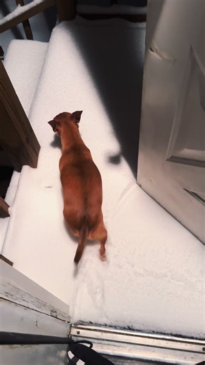 Chiweenies in the snow… it’s a no. 😂