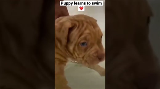 Puppy tackles first swim in tiny bathtub like a champ