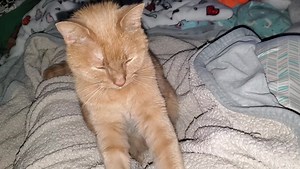 19K views · 2K reactions | It's 'diculous o'clock (4 am) and the Rocious one is feeling Snuggly. Momcat  | Tooga Tales | Facebook