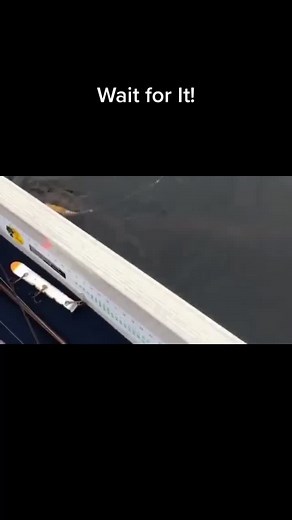 I love Muskies #musky #muskyfishing #fishing #catchingfish | Catching Fish