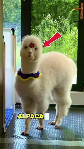 Why Llamas Are So Weird (and Awesome!) 🦙 | Funny Animal Facts