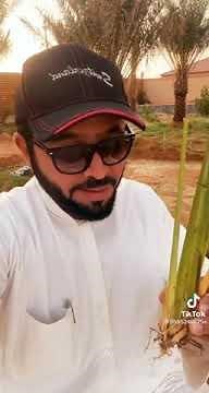 زراعة البونيكام علف المواشي افضل من البرسيم